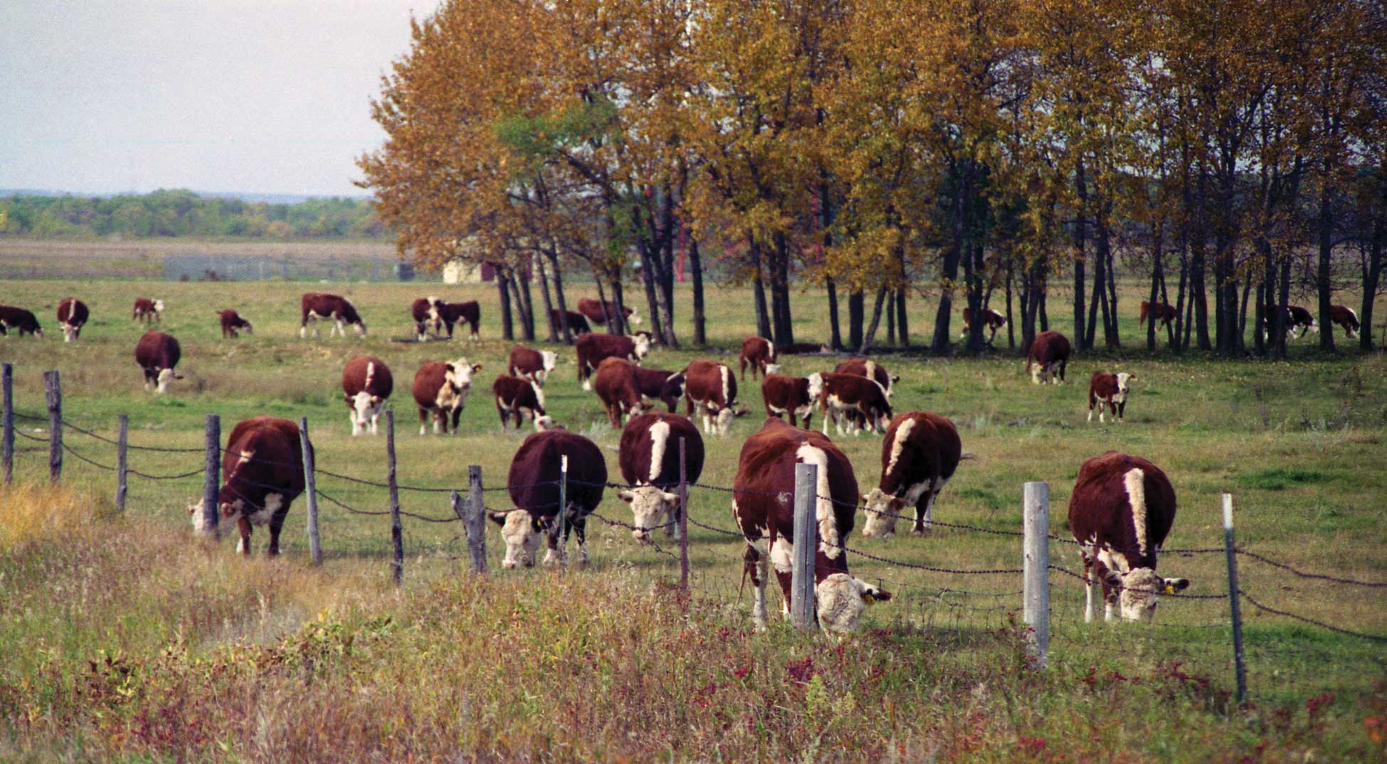 Figure 109. A herd of Herefords