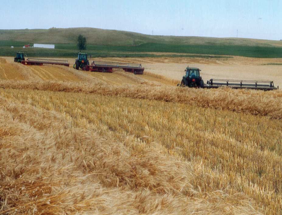Figure 69. Swathing a field of wheat