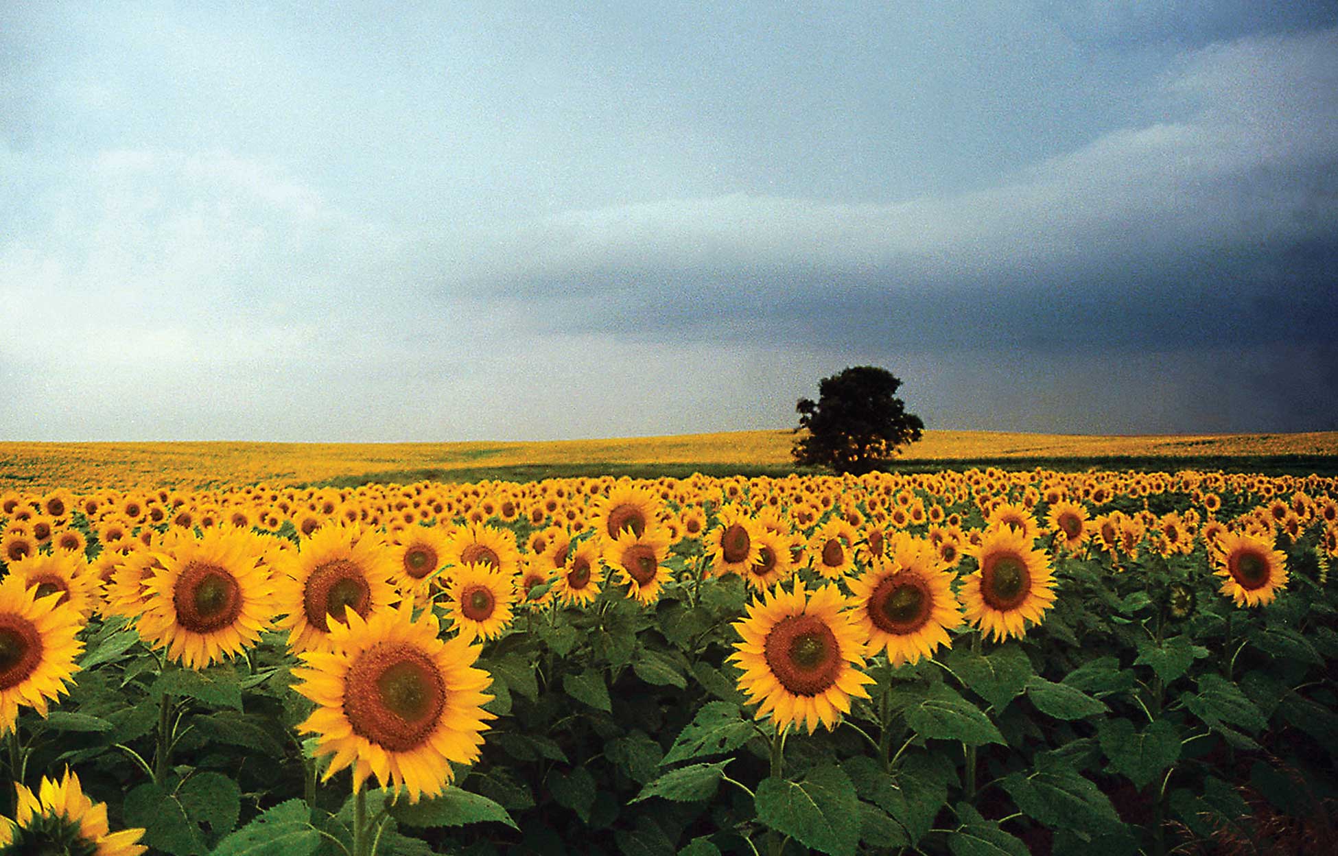 Figure 86. Sunflowers