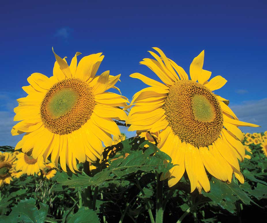 Figure 88. North Dakota produces more sunflowers