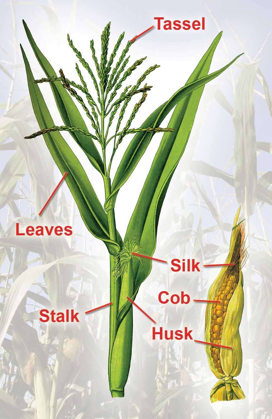 Figure 92. Parts of a Corn Plant