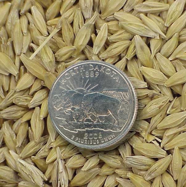 Barley seed with ND quarter for scale