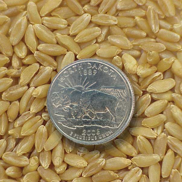 durum seed with ND quarter for scale