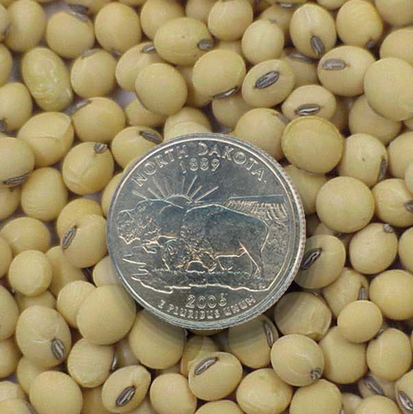 Soybean seed with ND quarter for scale